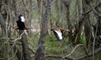 Hancock Bird