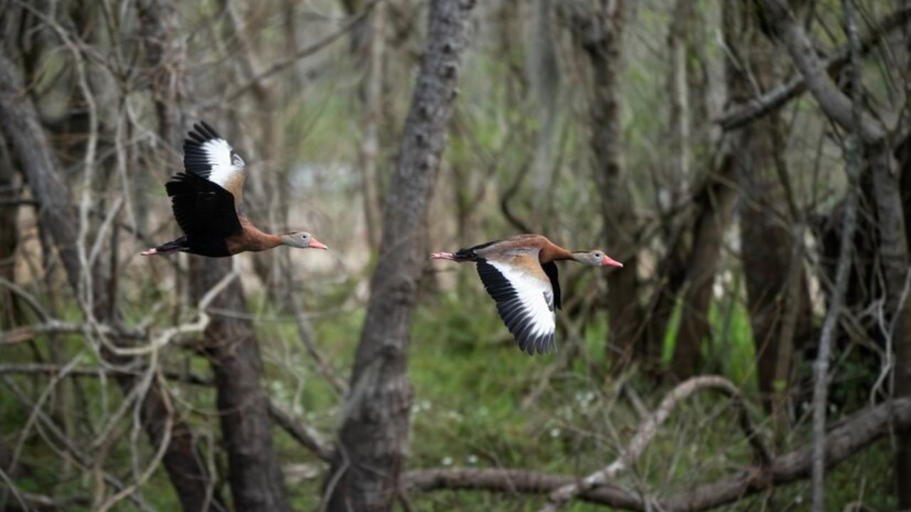 Hancock Bird